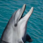 traumdeutung delphin träume von delfiin deuten