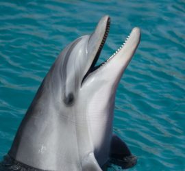 traumdeutung delphin träume von delfiin deuten