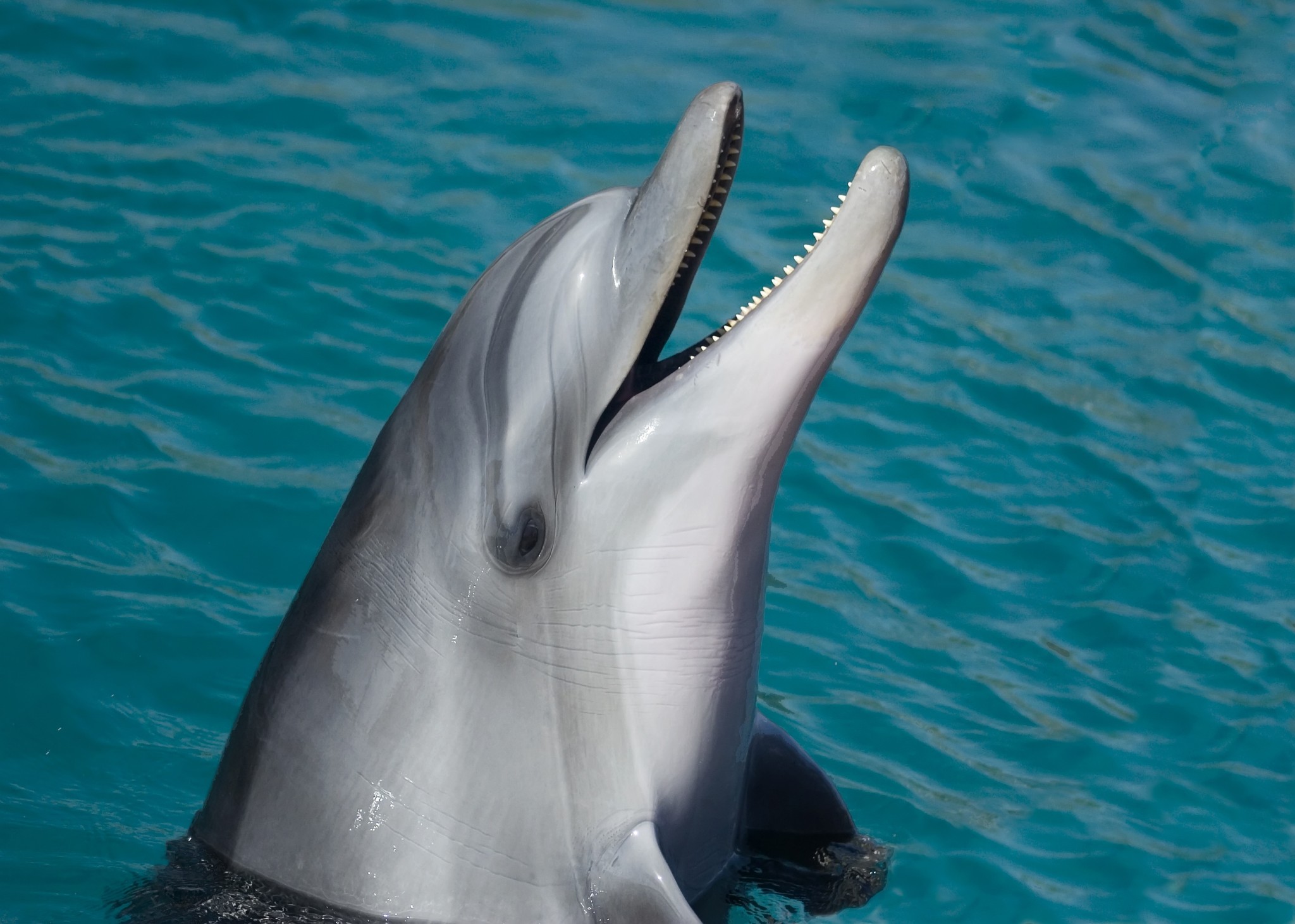 Traumdeutung Delfin Was Bedeuten Delfine Im Traum Delfintraume