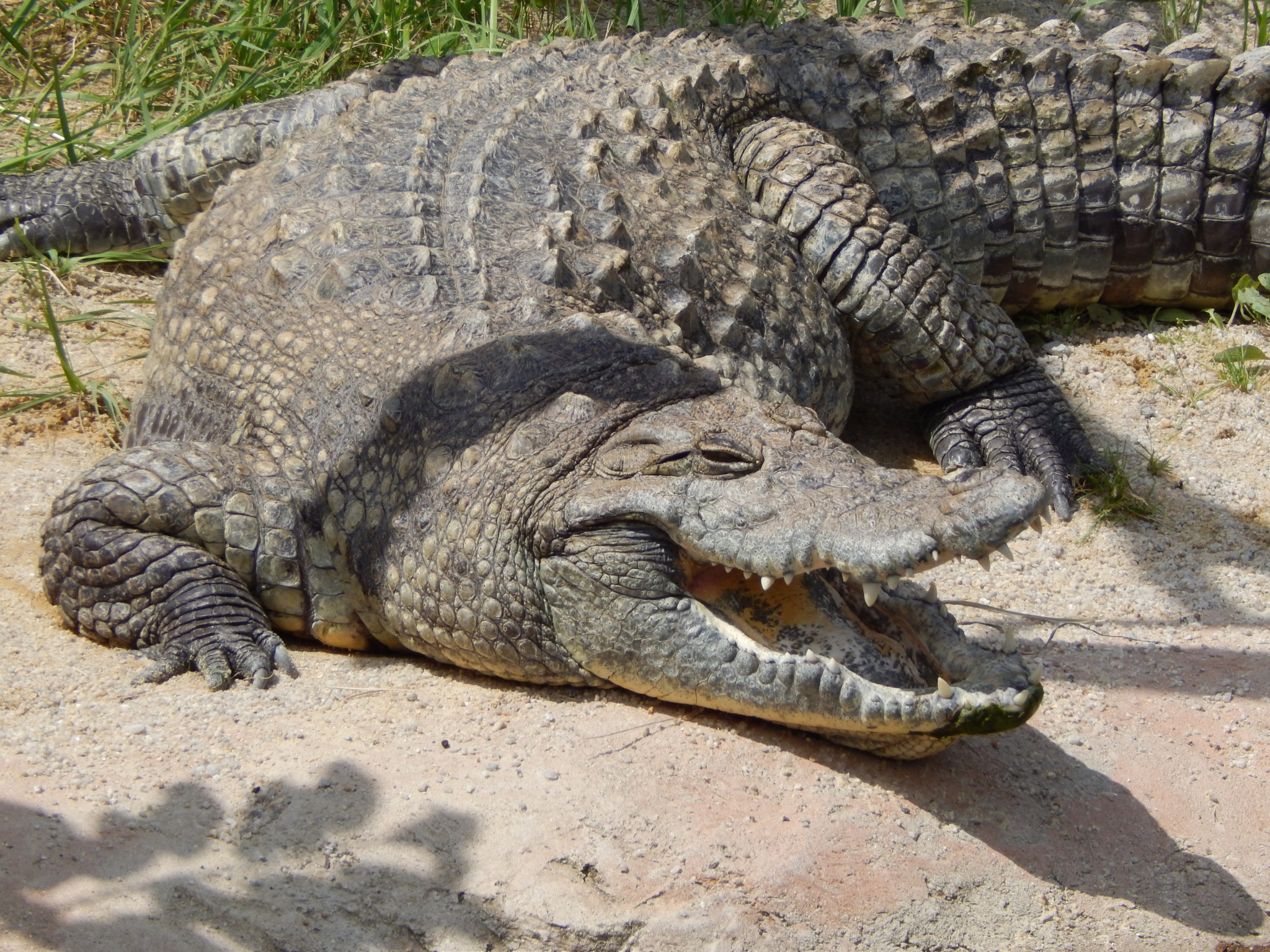 Krokodil Traumdeutung