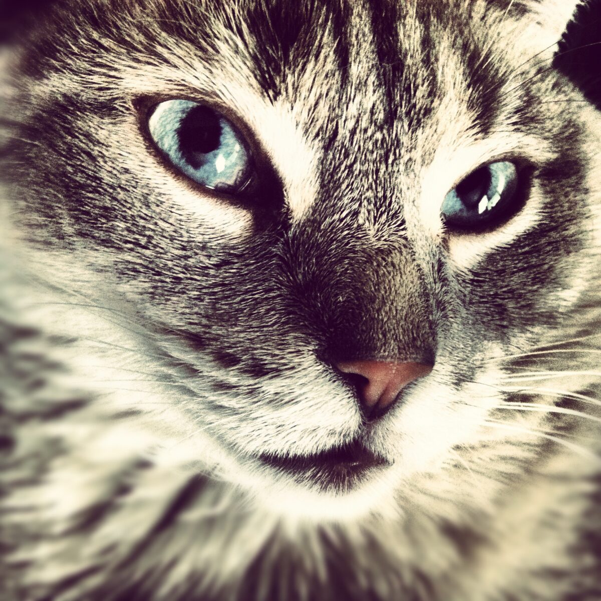 Traumdeutung Katze | Was bedeutet eine Katze im Traum? | Katzenträume