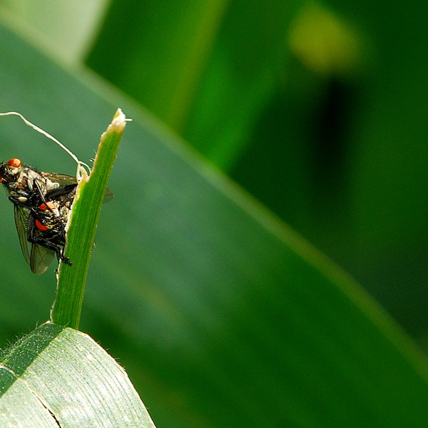 Traumdeutung Fliege Was Bedeuten Fliegen Im Traum Fliegentraume