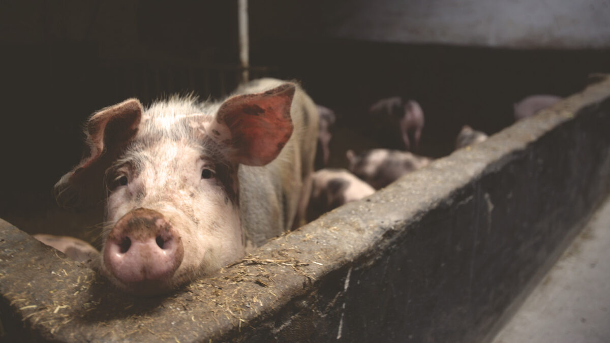 Traumsymbol Schwein Traumen Traumdeutung Und Mehr