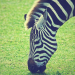 träume von zebra deuten