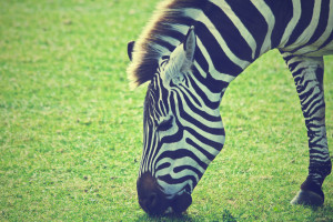 träume von zebra deuten