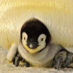 traumdeutung traumsymbol pinguin